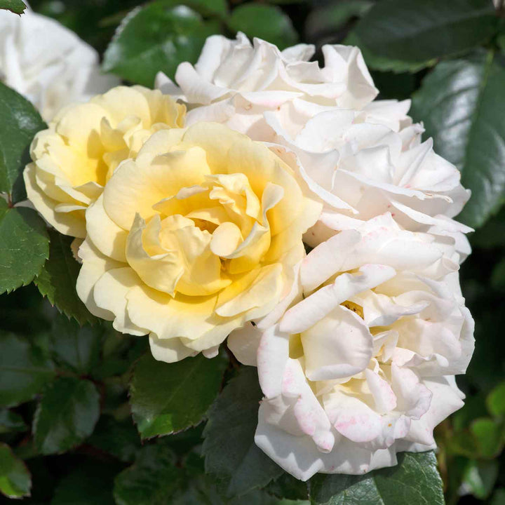 Drift Popcorn Rose Seedlings Flower Seeds Perennial Growing Bonsai Corms Tubers Potted Planting Reblooming Fragrant Garden Roots Rhizomes Species Blooms Plant Bulbs Gardening Tree