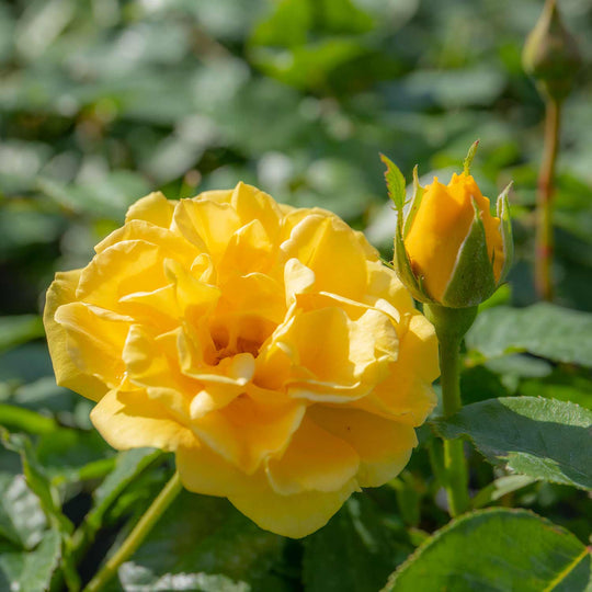 Precious Gold Rose Seedlings Flower Seeds Perennial Growing Bonsai Corms Tubers Potted Planting Reblooming Fragrant Garden Roots Rhizomes Species Blooms Plant Bulbs Gardening Tree