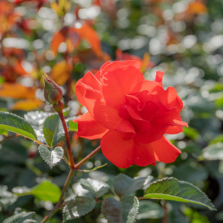 Precious Love Rose Seedlings Flower Seeds Perennial Growing Bonsai Corms Tubers Potted Planting Reblooming Fragrant Garden Roots Rhizomes Species Blooms Plant Bulbs Gardening Tree