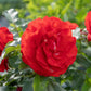 Remembrance Rose Seedlings Flower Seeds Perennial Growing Bonsai Corms Tubers Potted Planting Reblooming Fragrant Garden Roots Rhizomes Species Blooms Plant Bulbs Gardening Tree