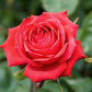 Ruby Rose Seedlings Flower Seeds Perennial Growing Bonsai Corms Tubers Potted Planting Reblooming Fragrant Garden Roots Rhizomes Species Blooms Plant Bulbs Gardening Tree