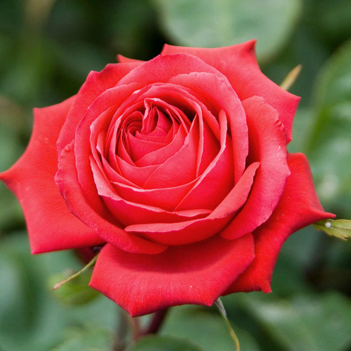 Ruby Rose Seedlings Flower Seeds Perennial Growing Bonsai Corms Tubers Potted Planting Reblooming Fragrant Garden Roots Rhizomes Species Blooms Plant Bulbs Gardening Tree