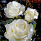 Silver Anniversary Rose Seedlings Flower Seeds Perennial Growing Bonsai Corms Tubers Potted Planting Reblooming Fragrant Garden Roots Rhizomes Species Blooms Plant Bulbs Gardening Tree