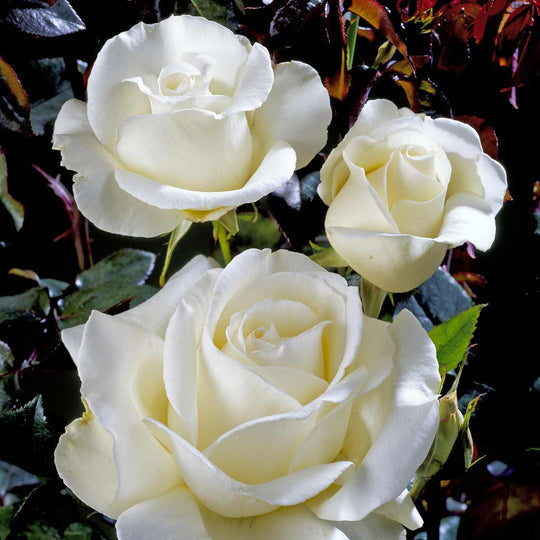 Silver Anniversary Rose Seedlings Flower Seeds Perennial Growing Bonsai Corms Tubers Potted Planting Reblooming Fragrant Garden Roots Rhizomes Species Blooms Plant Bulbs Gardening Tree