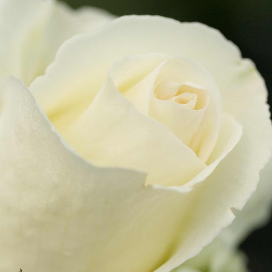 Silver Anniversary Rose Seedlings Flower Seeds Perennial Growing Bonsai Corms Tubers Potted Planting Reblooming Fragrant Garden Roots Rhizomes Species Blooms Plant Bulbs Gardening Tree