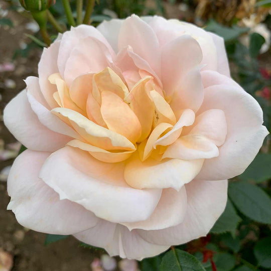 Champagne Rose Seedlings Flower Seeds Perennial Growing Bonsai Corms Tubers Potted Planting Reblooming Fragrant Garden Roots Rhizomes Species Blooms Plant Bulbs Gardening Tree