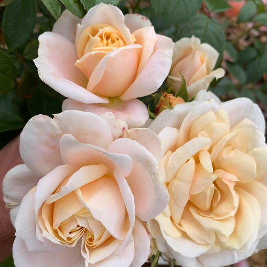 Champagne Rose Seedlings Flower Seeds Perennial Growing Bonsai Corms Tubers Potted Planting Reblooming Fragrant Garden Roots Rhizomes Species Blooms Plant Bulbs Gardening Tree
