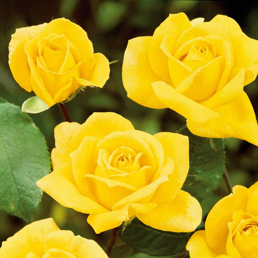 Arthur Bell Rose Seedlings Flower Seeds Perennial Growing Bonsai Corms Tubers Potted Planting Reblooming Fragrant Garden Roots Rhizomes Species Blooms Plant Bulbs Gardening Tree
