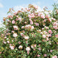 Albertine Rambling Rose Seedlings Flower Seeds Perennial Growing Bonsai Corms Tubers Potted Planting Reblooming Fragrant Garden Roots Rhizomes Species Blooms Plant Bulbs Gardening Tree
