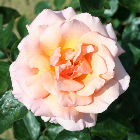 Compassion Rose Seedlings Flower Seeds Perennial Growing Bonsai Corms Tubers Potted Planting Reblooming Fragrant Garden Roots Rhizomes Species Blooms Plant Bulbs Gardening Tree