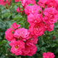 Carpet Pink Rose Seedlings Flower Seeds Perennial Growing Bonsai Corms Tubers Potted Planting Reblooming Fragrant Garden Roots Rhizomes Species Blooms Plant Bulbs Gardening Tree