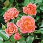Sweet Dream Rose Seedlings Flower Seeds Perennial Growing Bonsai Corms Tubers Potted Planting Reblooming Fragrant Garden Roots Rhizomes Species Blooms Plant Bulbs Gardening Tree