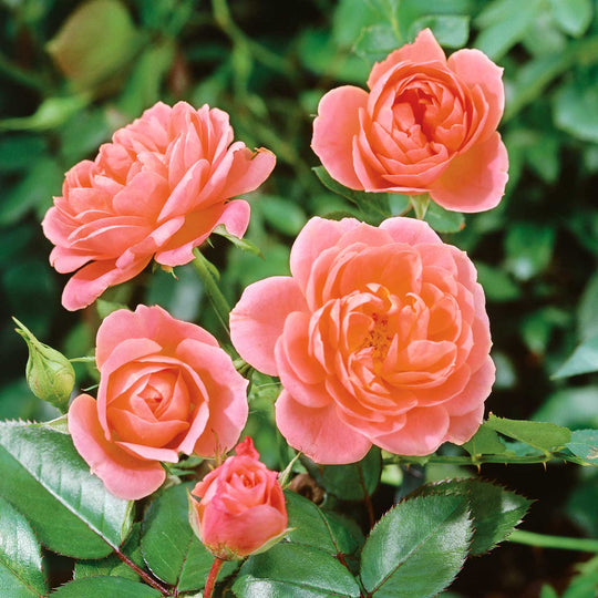 Sweet Dream Rose Seedlings Flower Seeds Perennial Growing Bonsai Corms Tubers Potted Planting Reblooming Fragrant Garden Roots Rhizomes Species Blooms Plant Bulbs Gardening Tree