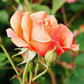 Power Rose Seedlings Flower Seeds Perennial Growing Bonsai Corms Tubers Potted Planting Reblooming Fragrant Garden Roots Rhizomes Species Blooms Plant Bulbs Gardening Tree
