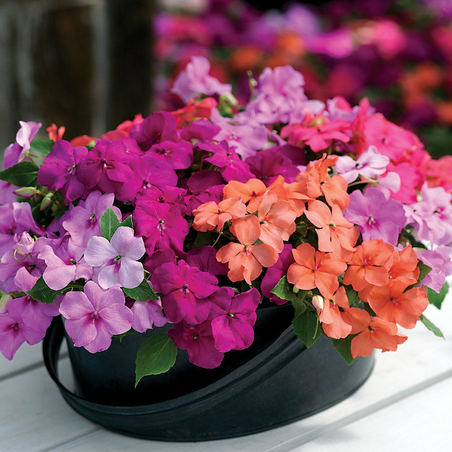 Xtreme&trade; Utopia Mix Impatiens Seeds