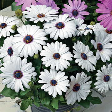 Asti&trade; White Osteospermum Seeds