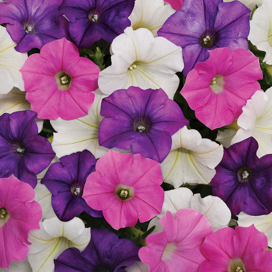 Shock Wave&reg; Spark Mix Petunia Seeds