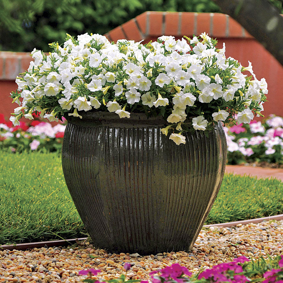 Shock Wave&reg; Coconut Petunia Seeds