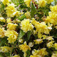 Double Hanging Basket Yellow Begonia Bulb, Start, Root, 2 Large Bulbs