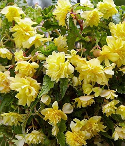 Double Hanging Basket Yellow Begonia Bulb, Start, Root, 2 Large Bulbs