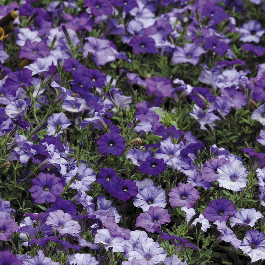 Shock Wave&reg; Denim Shades Petunia Seeds