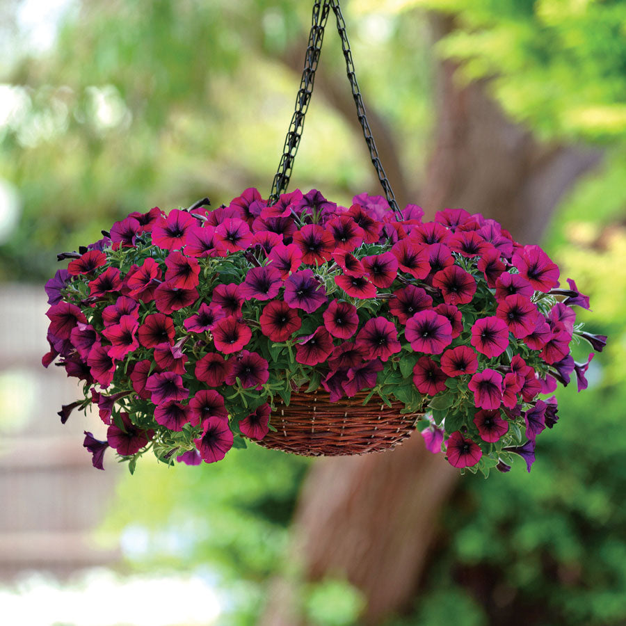 Shock Wave&reg; Deep Purple Petunia Seeds (P)&nbsp;Pkt of 10 seeds