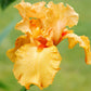 Lotus Land Bearded Iris Flower Bulb - Attracts Butterflies and Hummingbirds - Deer Resistant - Good as Cut Flowers - Naturalizing - Perennializing