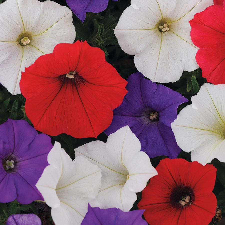 Shock Wave&reg; Volt Mix Petunia Seeds