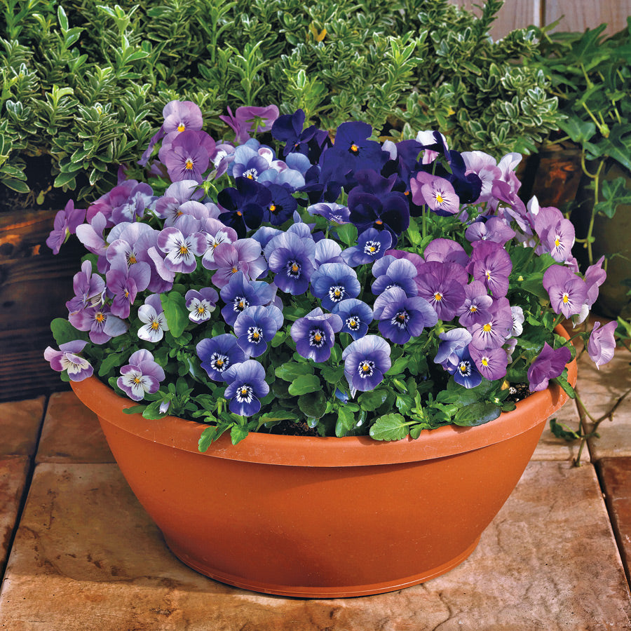 Admire&reg; Blackberry Mix Viola Seeds