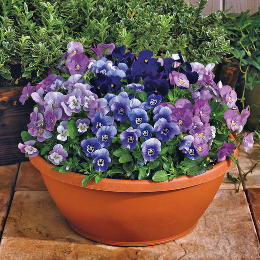 Admire&reg; Blackberry Mix Viola Seeds