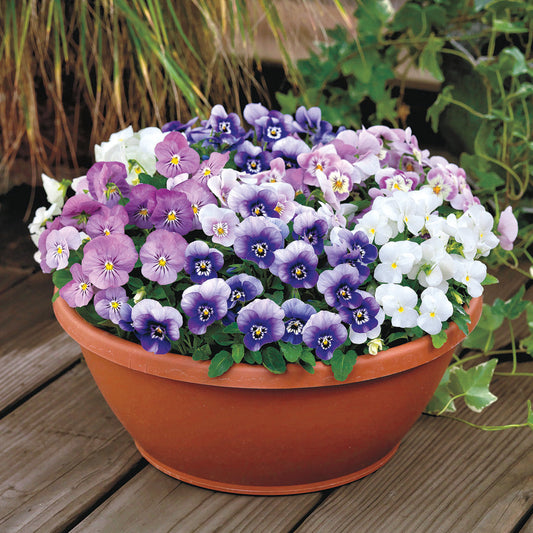 Admire&reg; Spring Fling Mix Viola Seeds