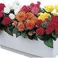 Park Seed Nonstop Mix Begonia Bulbs