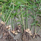 GINGER - -Grow Your own,Grow Indoors or Outdoors(1/2 Pound)