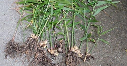 GINGER - -Grow Your own,Grow Indoors or Outdoors(1/2 Pound)