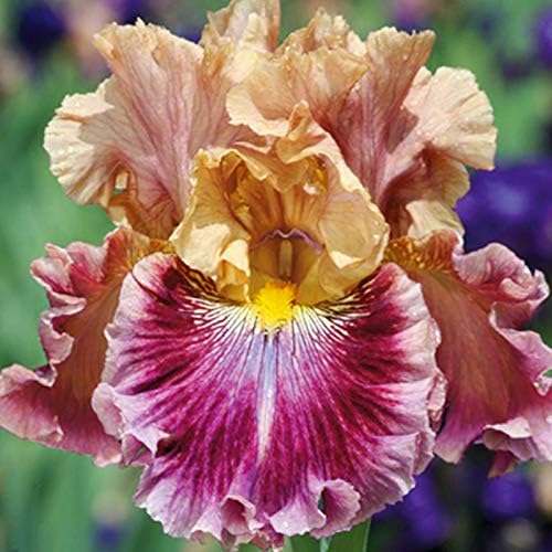 Lotus Land Bearded Iris Flower Bulb - Attracts Butterflies and Hummingbirds - Deer Resistant - Good as Cut Flowers - Naturalizing - Perennializing