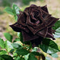 Black Rose Seedlings Flower Seeds Perennial Growing Bonsai Corms Tubers Potted Planting Reblooming Fragrant Garden Roots Rhizomes Species Blooms Plant Bulbs Gardening Tree