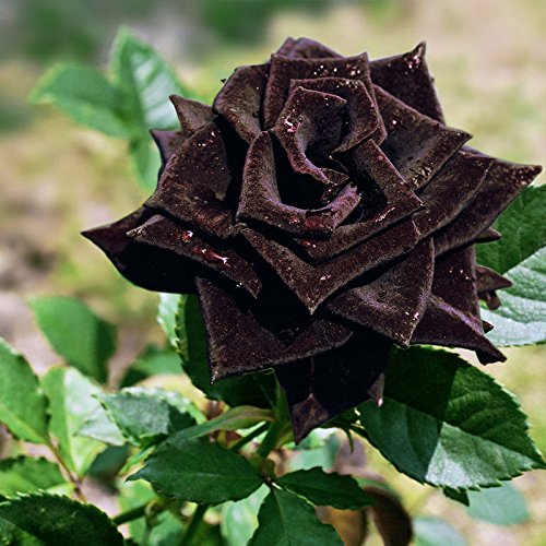 Black Rose Seedlings Flower Seeds Perennial Growing Bonsai Corms Tubers Potted Planting Reblooming Fragrant Garden Roots Rhizomes Species Blooms Plant Bulbs Gardening Tree