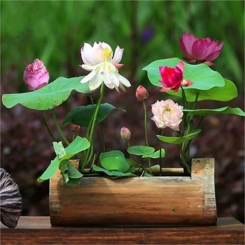 10PCS Bonsai Lotus Seeds for Planting