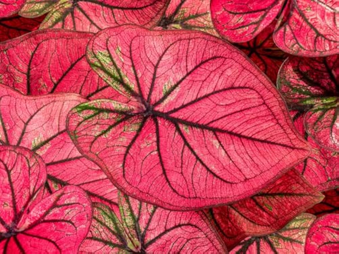 Tequila Sunrise Caladium Bulbs for Planting - Perennial Hosta, Elephant Ears, Fancy (5 Bulbs)