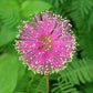 Flowers Sensitive Plant Pink (Mimosa) - 25 Seeds