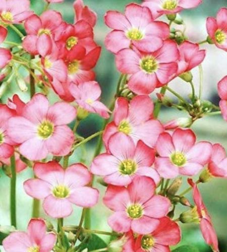 Beautiful Oxalis Bulbs Wood Sorrel Shamrock Perennial Growing Bonsai Roots Rhizomes Corms Tubers Potted Planting Reblooming Fragrant Garden Species Blooms Flower Seeds Plant Gardening