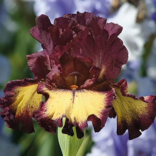 Lotus Land Bearded Iris Flower Bulb - Attracts Butterflies and Hummingbirds - Deer Resistant - Good as Cut Flowers - Naturalizing - Perennializing