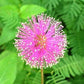 Flowers Sensitive Plant Pink (Mimosa) - 25 Seeds