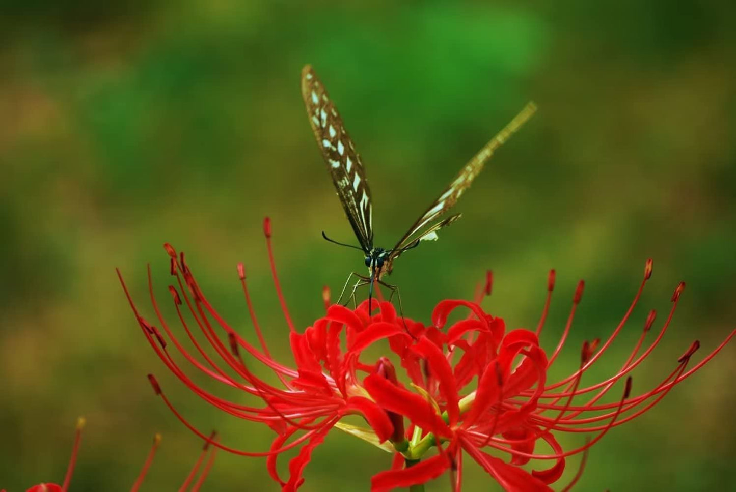 Red Lycoris Spider Lily Bulbs Radiata Hurricane Cluster Amayllis Growing Bonsai Roots Rhizomes Corms Tubers Potted Planting Reblooming Fragrant Garden Species Blooms Flower Seeds Plant Gardening