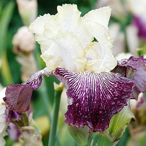 Lotus Land Bearded Iris Flower Bulb - Attracts Butterflies and Hummingbirds - Deer Resistant - Good as Cut Flowers - Naturalizing - Perennializing