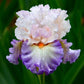 Lotus Land Bearded Iris Flower Bulb - Attracts Butterflies and Hummingbirds - Deer Resistant - Good as Cut Flowers - Naturalizing - Perennializing