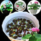 10pcs Pre-Sprouted Mixed Color Bonsai Bowl Lotus - Ready to Plant, Ideal for Indoor & Outdoor Aquatic Gardens, Easy Growth, Minimal Care Required Planting Guide Included