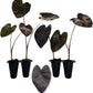 Elephant Ear Plants | Black Magic | (4-Pack) Easy-to-Grow Live Colocasia Plants, Perfect for Indoor/Outdoor Gardens, 3-8 inches Height