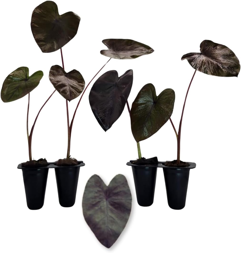 Elephant Ear Plants | Black Magic | (4-Pack) Easy-to-Grow Live Colocasia Plants, Perfect for Indoor/Outdoor Gardens, 3-8 inches Height
