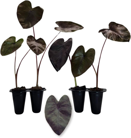 Elephant Ear Plants | Black Magic | (4-Pack) Easy-to-Grow Live Colocasia Plants, Perfect for Indoor/Outdoor Gardens, 3-8 inches Height